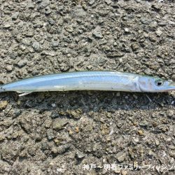 エンピツサヨリ釣り