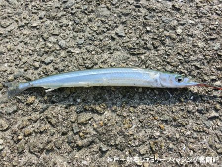 エンピツサヨリ釣り