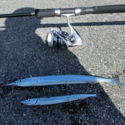 ジャンボサヨリ 来たーっ‼