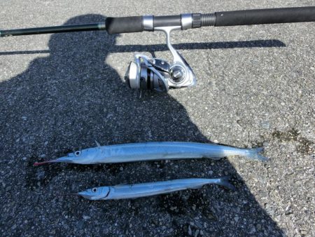 ジャンボサヨリ 来たーっ‼