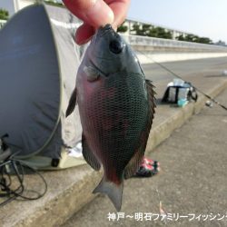 カワハギはいない?