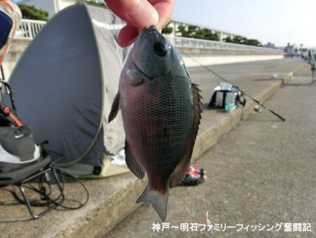 カワハギはいない?