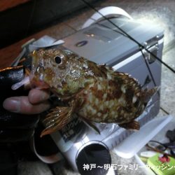 タチウオ狙いのはずがガッシーでボウズ逃れ