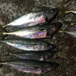 フィッシングダディ