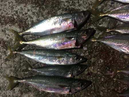 フィッシングダディ