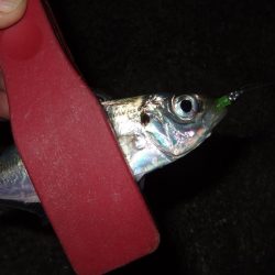 アジングも楽し！