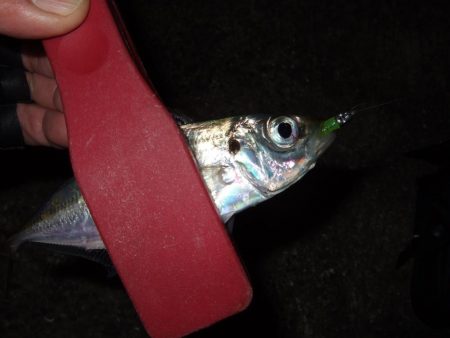 アジングも楽し！