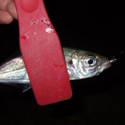 中アジかと思ったら・・・