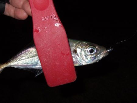 中アジかと思ったら・・・