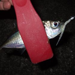 アジング好調＼(^o^)／