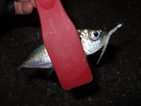 アジング好調＼(^o^)／