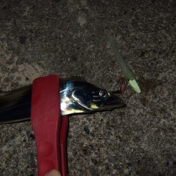 タチウオまだいた！