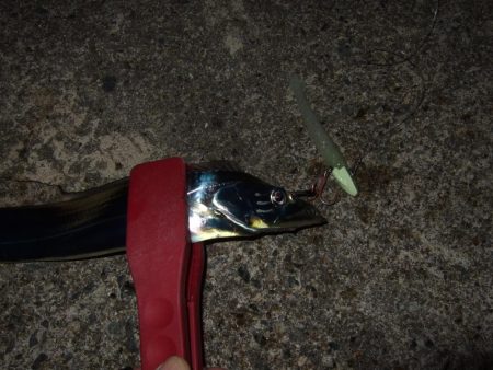 タチウオまだいた！