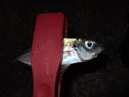 し、渋い・・・