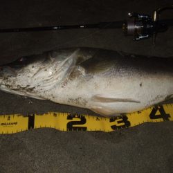 ハイシーズンの河川、ランカーシーバス狙いで