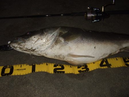 ハイシーズンの河川、ランカーシーバス狙いで