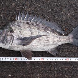 落とし込みで４０ｃｍ真チヌ以下計４枚