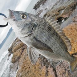 ミノーでゴンっ