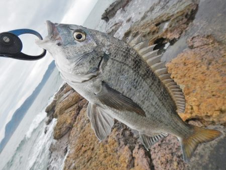 ミノーでゴンっ