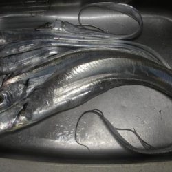 神戸沖タチウオ