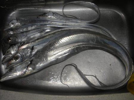 神戸沖タチウオ