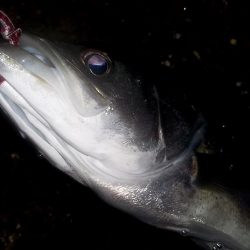 三連休初夜　跳ね橋　つ抜け