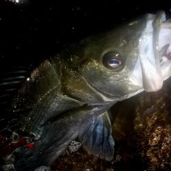 西宮跳ね橋　コアマンVJ-16　3本ゲット