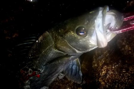 西宮跳ね橋　コアマンVJ-16　3本ゲット