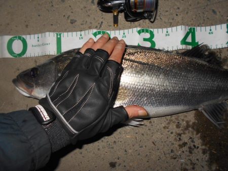 パワフルなシーバス♪