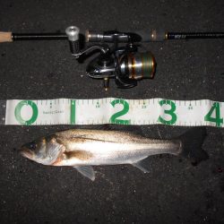 シーバスの無限バイト…。