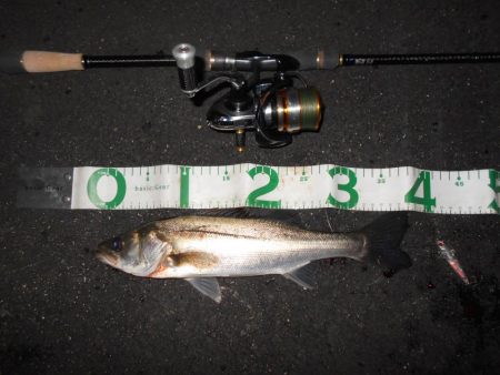 シーバスの無限バイト…。