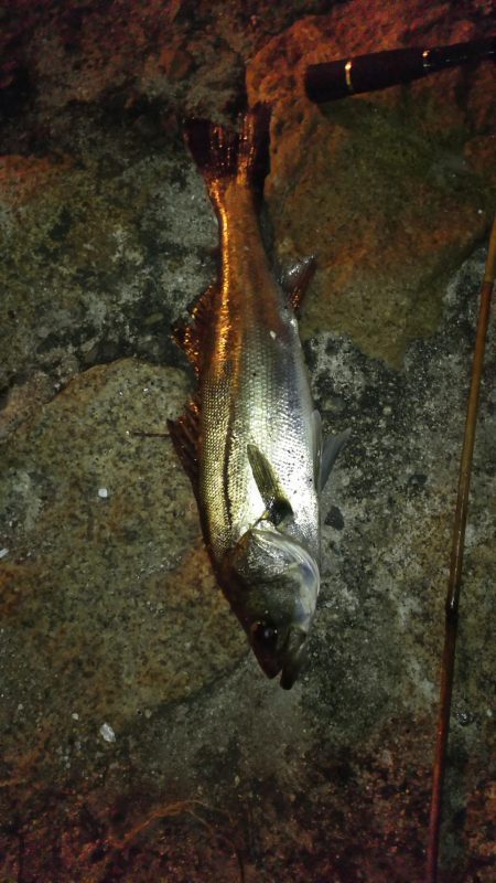 シーバス釣り