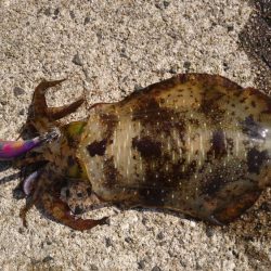 昼下がりのエギング