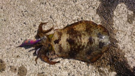 昼下がりのエギング