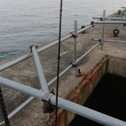 朝マズメの時合