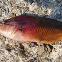 沼島でかご釣り