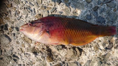 沼島でかご釣り