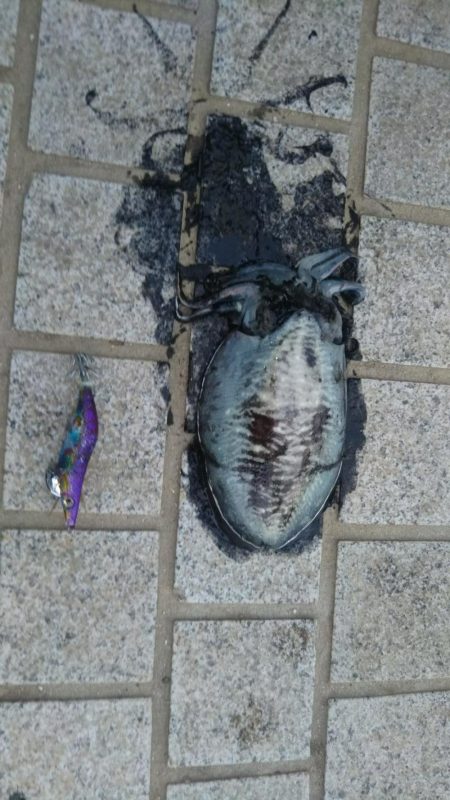 エギング狙いではなかったんですが