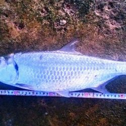 西表島でのターポン