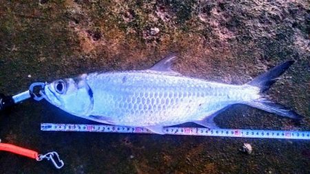 西表島でのターポン