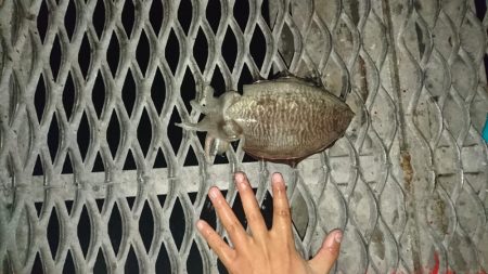 アジ釣り、イカ釣り