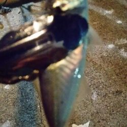 まだまだなんとかアジング