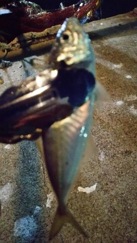 まだまだなんとかアジング