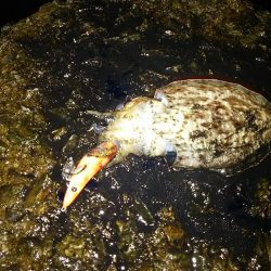 ナイターエギング