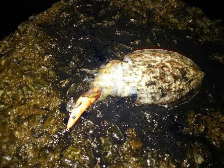 ナイターエギング