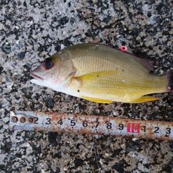 ライトタックルのワームでした