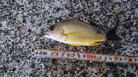 ライトタックルのワームでした