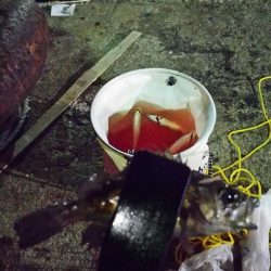 まだまだなんとかアジング