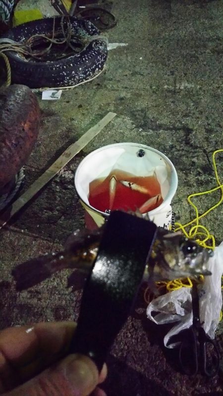 まだまだなんとかアジング