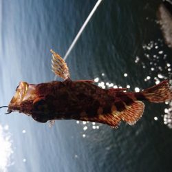 のんびりフカセ